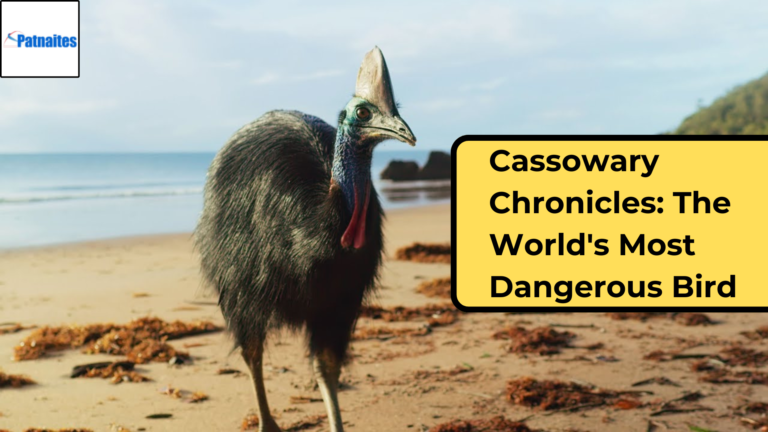 Cassowary