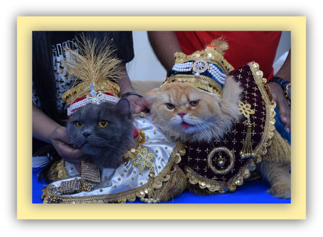 Cat Show 2025: A Feline Extravaganza in Patna